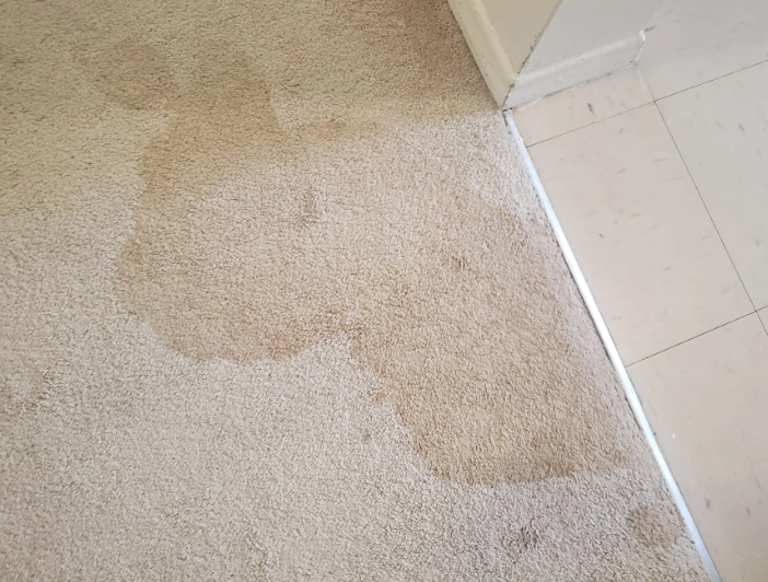 Carpet Stains from Pet Urine