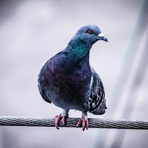 Pigeon Pests in Vancouver