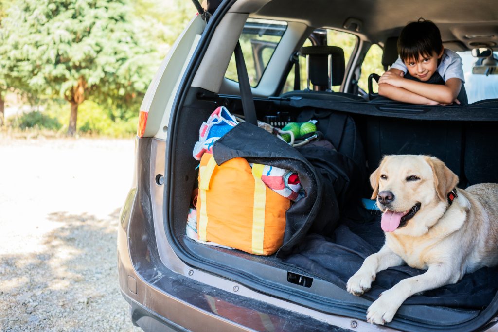 Remove Pet Car Odours